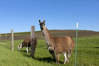 Two Llamas grazing by the fence near Potlach, Idaho