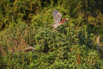 Rufescent tiger heron (Tigrisoma lineatum) Pantanal Brazil