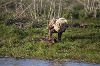 Seeadler, Haliaeetus albicilla, white-tailed eagle