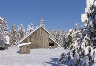 An old barn stands in a snowy field surrounded by trees north of Hayden, Idaho