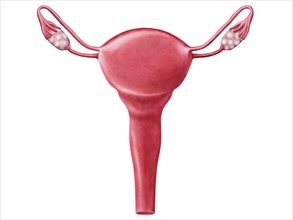 Anatomy of female uterus