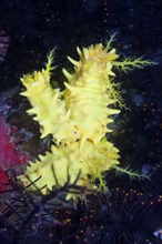 Yellow sea cucumber, Colochirus robustus, Komodo National Park, Indonesia, Asia