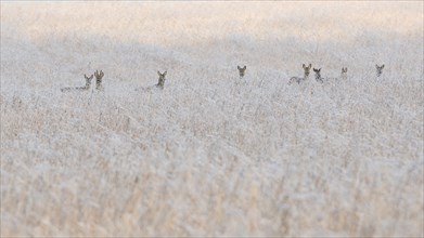 Eight deer stand in a field in winter