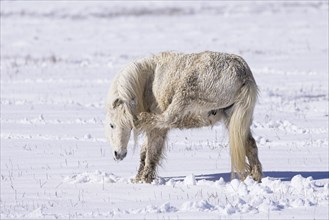 A small white horse scratches itself in a snow covered field during winter in Hauser, Idaho