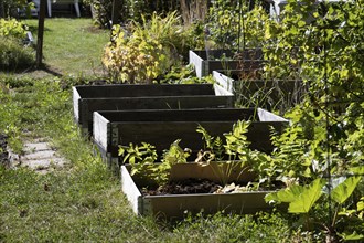 Plants in pallet collars in a colony garden