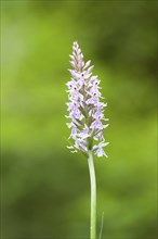 Common spotted orchid belongs to the orchid family