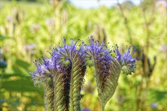 Field meadow with phacelia (bee pasture, bee friend, tufted beauty or tufted flower), close-up