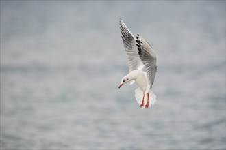 A black-headed gull flies over the Baltic Sea looking for food