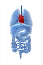 X-ray image of internal organs with heart highlighted in red