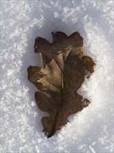 An oak leaf has sunk into the snow