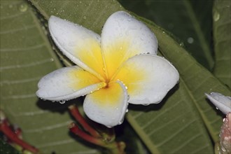 Single frangipani flower with rain drops