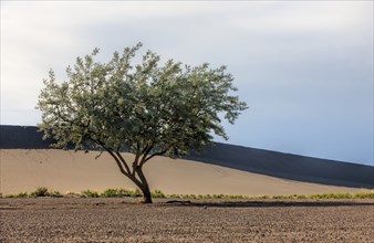 An image of a lone tree at Bruneau Sand Dunes state park in southwest Idaho