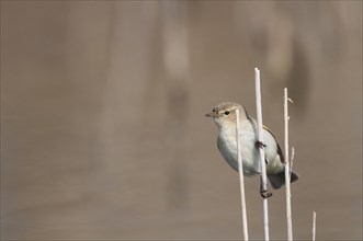 A chiffchaff sits on a reed sticking out of the water