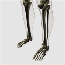 Three dimensional view of human leg and feet bones