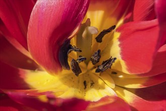 Gönningen tulip blossom