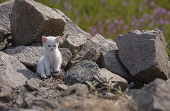 White kitten playing between rocks