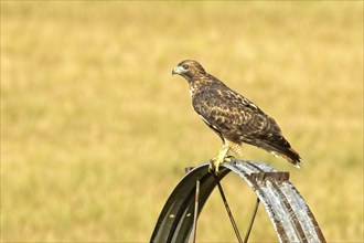 A beautiful rough legged hawk is perched on an irrigation wheel looking for its next meal in north