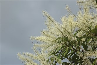 Spray of white flowers, possibly a grevillea