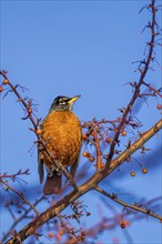 A small pretty robin is perched in a tree set against a sunny sky