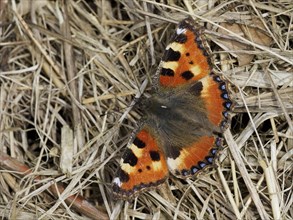 Small tortoiseshell butterfly sitting on old grasses