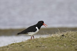 Oystercatcher, Haematopus ostralegus, Eurasian oystercatcher