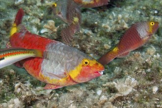 Sea parrot female, Sparisoma cretense, island Vis, Mediterranean Sea, Croatia, Europe