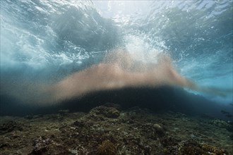 Clouds of crab larvae floating in the sea, Gecarcoidea natalis, Christmas Island, Australia, Asia