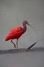 Red Sickler, Eudocimus ruber, scarlet ibis