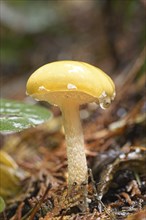 Close up of a wild mushroom on the forest floor in north Idaho