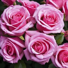 Gathered pink roses highlighting their rich colors and fresh look, AI generated