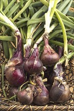 A close up of a pile of red onions with the stalks on them which were recently harvested