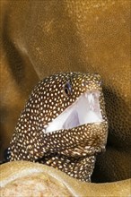 Pearl moray eel, Gymnothorax meleagris, Christmas Island, Australia, Asia