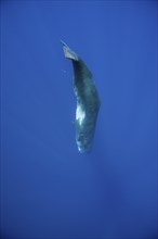 Sperm whale, Physeter catodon, Lesser Antilles, Caribbean, Dominica, Central America