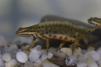 Pond newt, male, Lissotriton vulgaris, Syn.: Triturus vulgaris, smooth newt, male