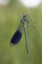 Banded demoiselle, Calopteryx splendens, banded demoiselle