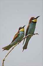 Bee-eater, Merops apiaster, European bee-eater