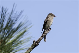 A western wood-pewee is perched on a pine branch in north Idaho