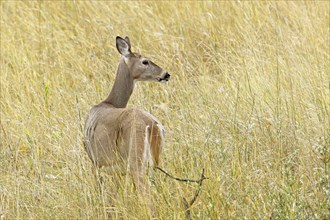 A female deer stands in the tall grass at the Kootenai Wildlife Refuge near Bonners Ferry, Idaho