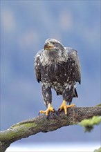 A young majestic bald eagle is perched on a branch searching for food in north Idaho