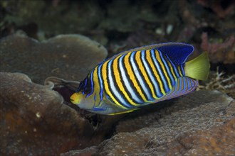 Peacock Angelfish, Pygoplites diacanthus, Raja Ampat, West Papua, Indonesia, Asia