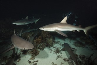 Grey reef sharks hunting at night, Carcharhinus amblyrhynchos, Fakarava, Tuamotu Archipelago,