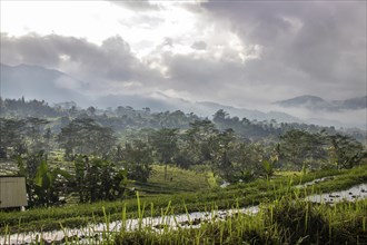 The green side of Bali, green rice terraces in the original Bali. Rice cultivation in the midst of