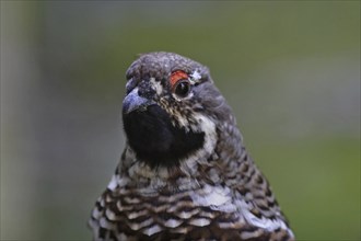 Hazel grouse, male, Tetrastes bonasia, Syn. Bonasa bonasia, hazel grouse, male