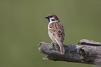 Feldsperling, Passer montanus, Eurasian tree sparrow