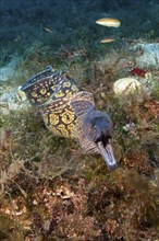 Mediterranean moray eel, Muraena helena, Vis Island, Mediterranean Sea, Croatia, Europe