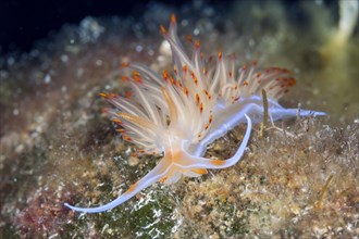 Large orange-red thread snail, Geodiva Nudibranch banyulensis, Vis Island, Mediterranean Sea,