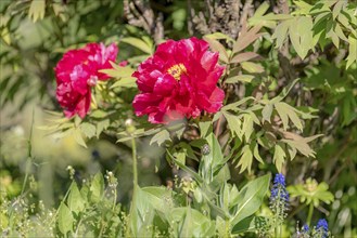 Large red peony with leaves and blurred colourful background