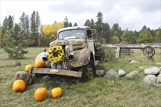 An old broken down antique truck sits in grass as a prop for decorations using flowers and pumpkins