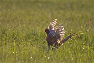 Fasan, Maennchen, Phasianus colchicus, common pheasant, male