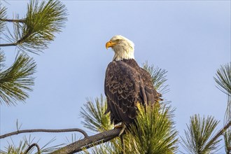 A majestic American Bald Eagle is perched on a tree branch in Coeur d'Alene, Idaho